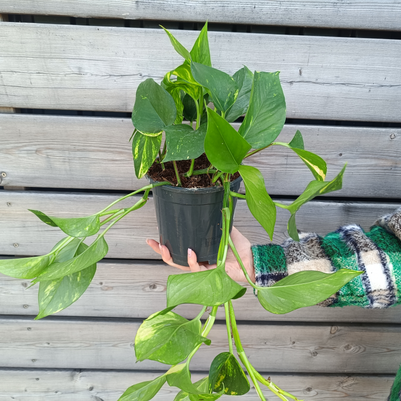 Epipremnum (Potosovec zlatý) ´AUREUM´ - kont. C1,5L, výška: 30-35 cm - závesný kvetináč